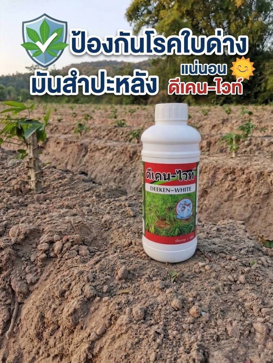 ต้นกล้าและเมล็ดพันธุ์ผักสลัดออร์แกนิกเกรดพรีเมียม (ชุด 5 สายพันธุ์)